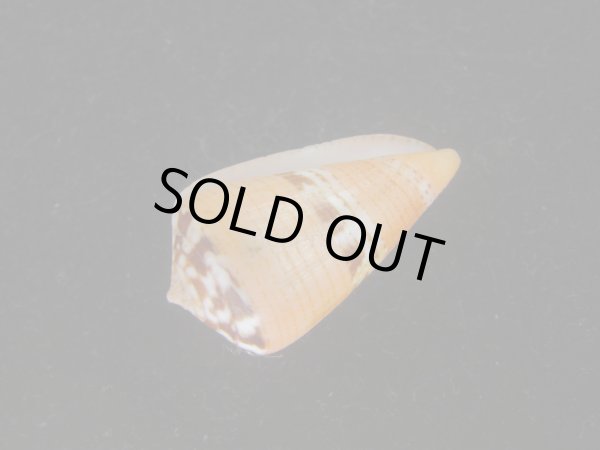 画像3: クロバライモ(Conus vittatus) オレンジ系　美品 (3)