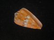 画像1: クロバライモ(Conus vittatus) オレンジ系　濃色　美品 (1)