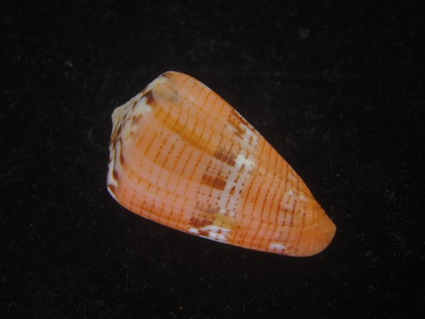 画像2: クロバライモ(Conus vittatus) オレンジ系　濃色　美品 (2)