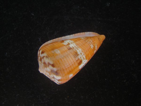 画像3: クロバライモ(Conus vittatus) オレンジ系　濃色　美品 (3)