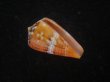 画像1: クロバライモ(Conus vittatus) オレンジ系　濃色　特美品 (1)