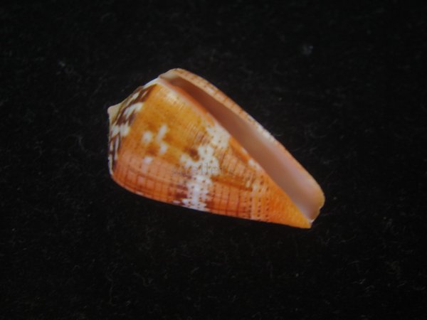 画像1: クロバライモ(Conus vittatus) オレンジ系　濃色　特美品 (1)
