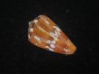 画像2: クロバライモ(Conus vittatus) オレンジ系　濃色　特美品 (2)