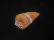 画像3: クロバライモ(Conus vittatus) オレンジ系　濃色　特美品 (3)
