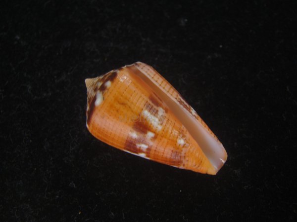 画像1: クロバライモ(Conus vittatus) オレンジ系　濃色　特美品 (1)