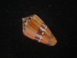 画像2: クロバライモ(Conus vittatus) オレンジ系　濃色　特美品 (2)