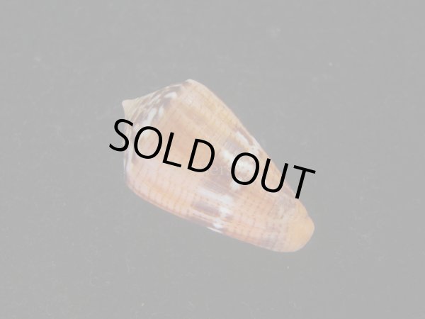 画像2: クロバライモ(Conus vittatus) オレンジ系　濃色　特美品 (2)