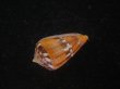 画像3: クロバライモ(Conus vittatus) オレンジ系　濃色　特美品 (3)