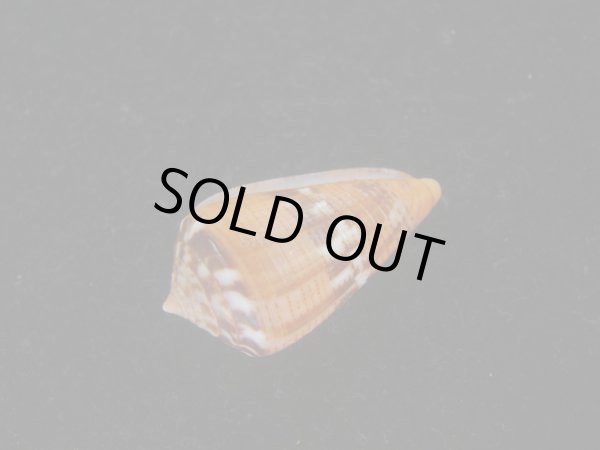 画像3: クロバライモ(Conus vittatus) オレンジ系　濃色　特美品 (3)