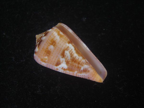 画像1: クロバライモ(Conus vittatus) レアカラー　特美品 (1)