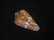 画像2: クロバライモ(Conus vittatus) レアカラー　特美品 (2)