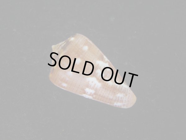 画像2: クロバライモ(Conus vittatus) レアカラー　特美品 (2)