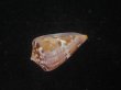 画像3: クロバライモ(Conus vittatus) レアカラー　特美品 (3)