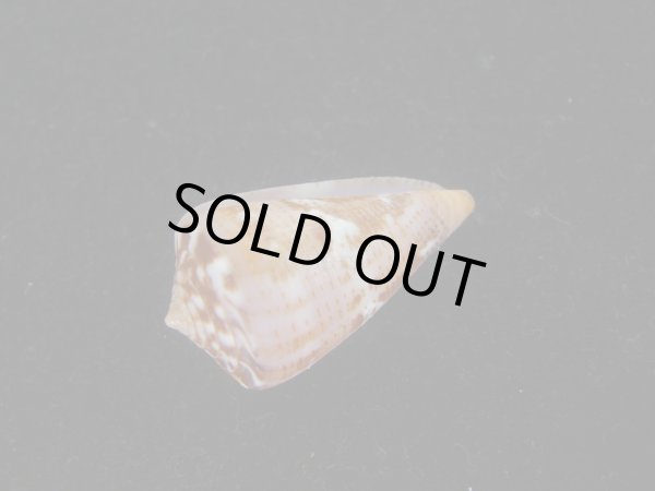 画像3: クロバライモ(Conus vittatus) レアカラー　特美品 (3)