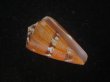 画像1: クロバライモ(Conus vittatus) 大　オレンジ系　特美品 (1)