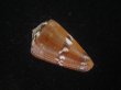 画像2: クロバライモ(Conus vittatus) 大　オレンジ系　特美品 (2)