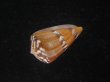 画像3: クロバライモ(Conus vittatus) 大　オレンジ系　特美品 (3)