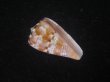 画像1: クロバライモ(Conus vittatus) レアカラー　特美品 (1)