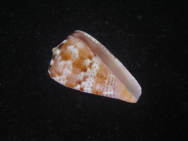 画像1: クロバライモ(Conus vittatus) レアカラー　特美品 (1)