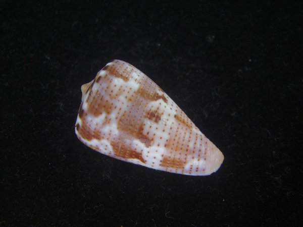 画像2: クロバライモ(Conus vittatus) レアカラー　特美品 (2)