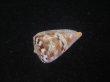 画像3: クロバライモ(Conus vittatus) レアカラー　特美品 (3)