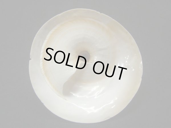 画像2: タイワンキヌガサ (2)