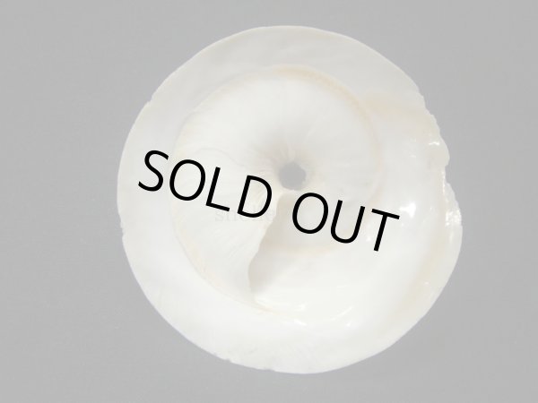 画像2: タイワンキヌガサ (2)