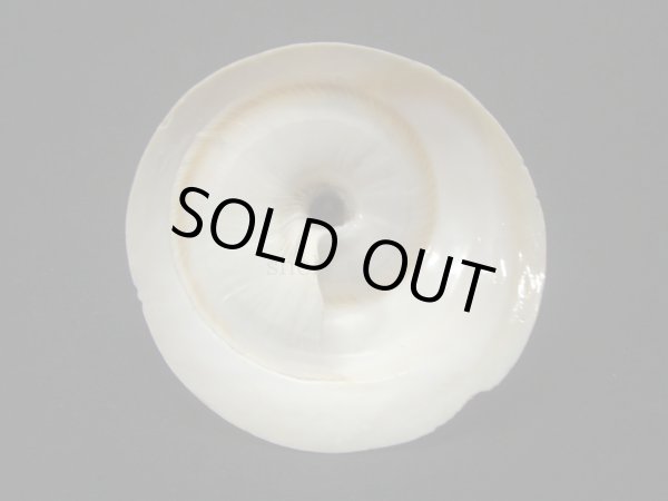 画像2: タイワンキヌガサ (2)