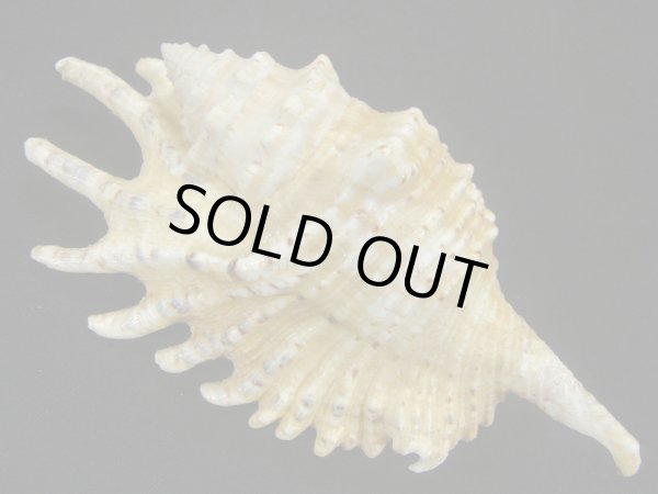 画像2: ムラサキムカデソデ 美品 (2)