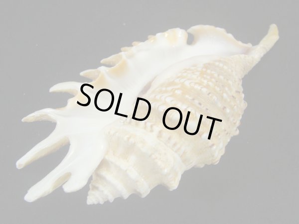 画像3: ムラサキムカデソデ 美品 (3)