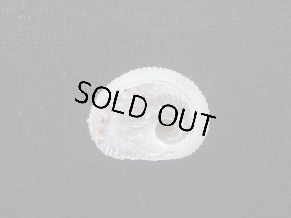 画像2: アザミアワビ　大 (2)