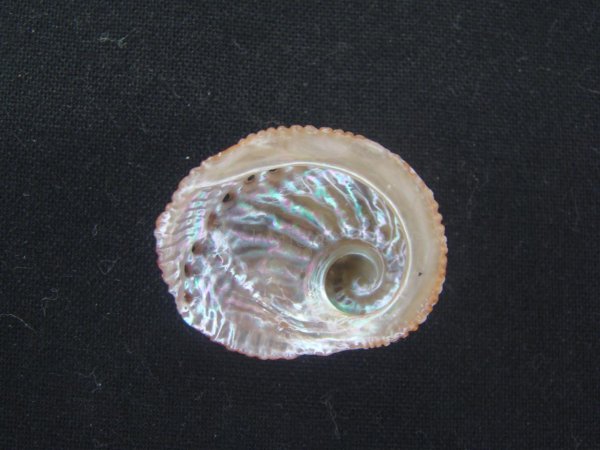 画像2: アザミアワビ　特大　濃色 (2)