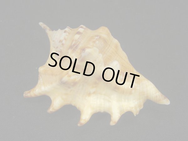 画像2: アダミィークモガイ (2)