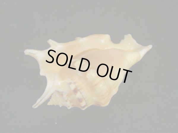 画像3: アダミィークモガイ (3)