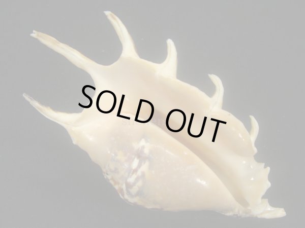 画像2: クモガイ 濃色 (2)