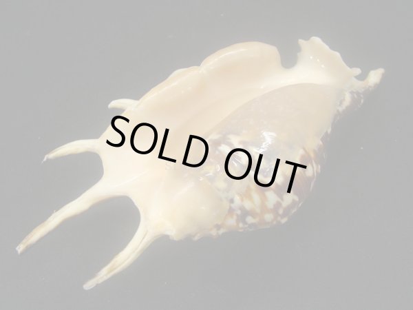 画像3: クモガイ 濃色 (3)