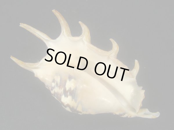 画像2: クモガイ 漣ジェットブラック (2)