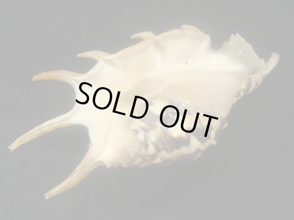 画像3: クモガイ 漣ジェットブラック (3)