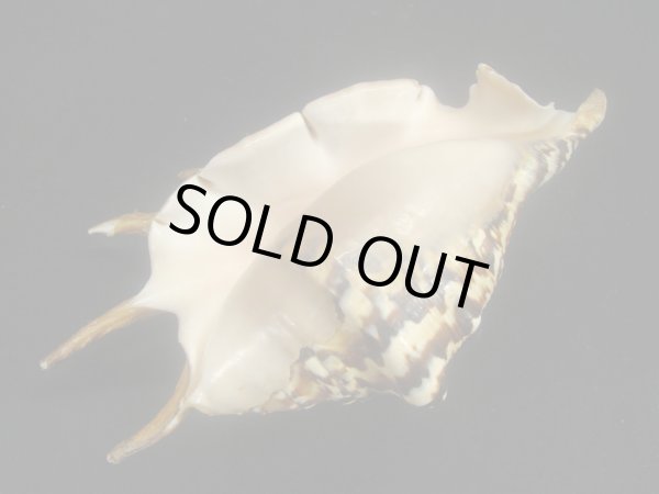 画像3: クモガイ　漣ジェットブラック　大 (3)