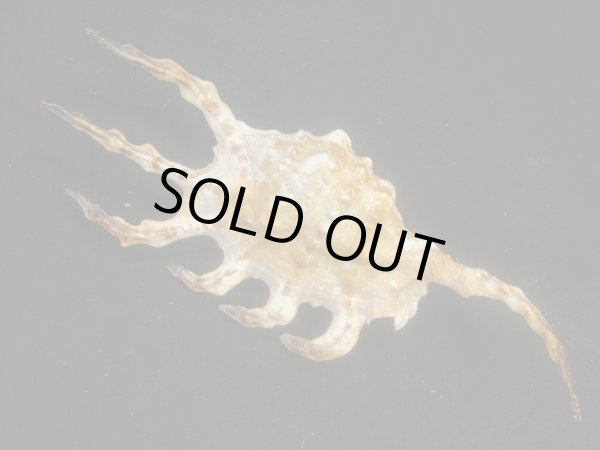 画像2: インドフシデサソリ 美品 (2)