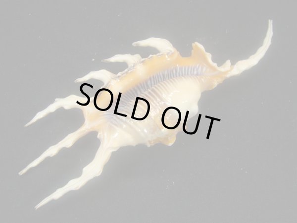 画像3: インドフシデサソリ 美品 (3)