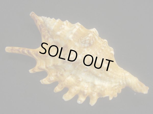 画像2: ユビサソリ シッピングダメージ (2)