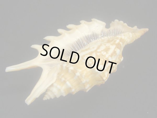 画像3: ユビサソリ シッピングダメージ (3)