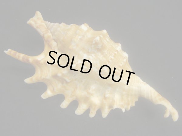 画像2: ユビサソリ 大 シッピングダメージ (2)