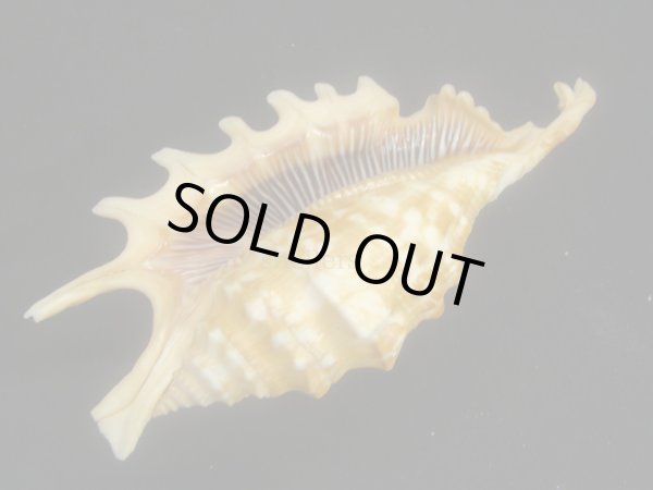 画像3: ユビサソリ 大 シッピングダメージ (3)