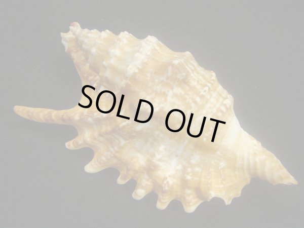 画像2: ユビサソリ シッピングダメージ (2)