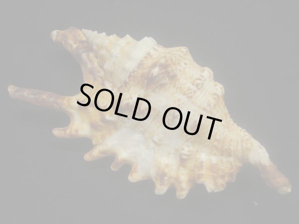 画像2: ユビサソリ シッピングダメージ (2)