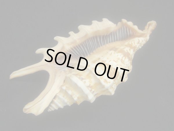 画像3: ユビサソリ シッピングダメージ (3)