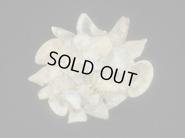 画像2: メリケンクマサカ (2)