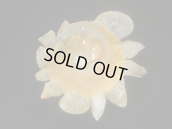 画像3: メリケンクマサカ (3)